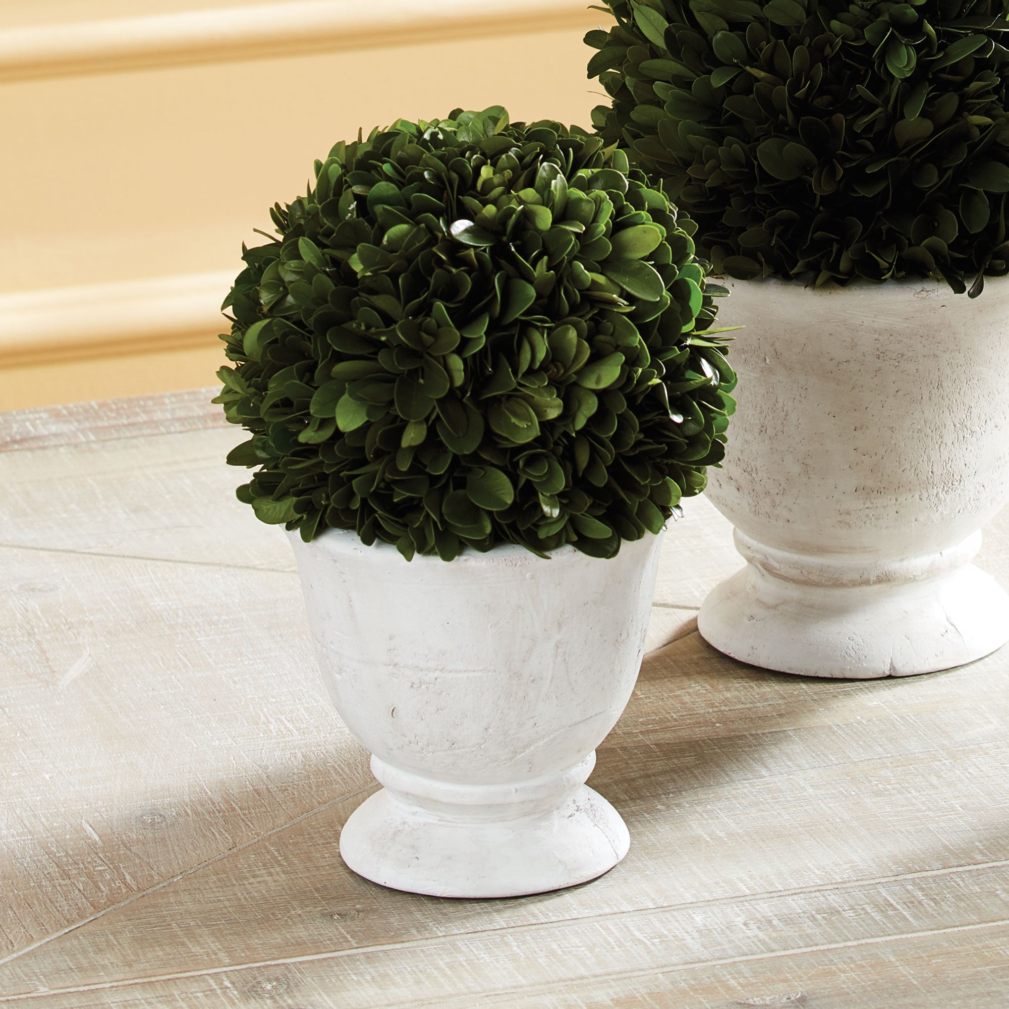 Evergreen Ball Topiary in Pot