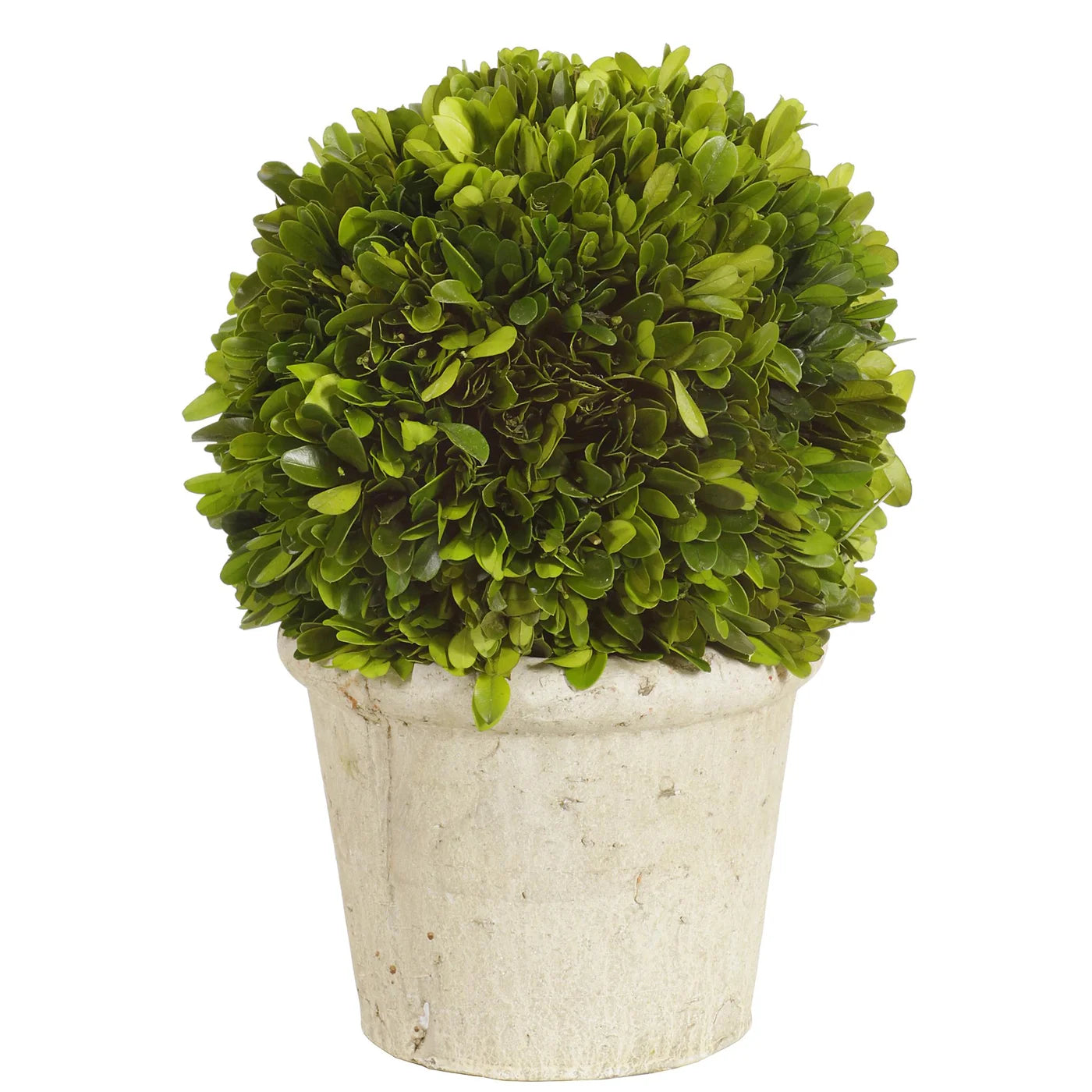 BOXWOOD TOPIARY 12'' (GREEN)