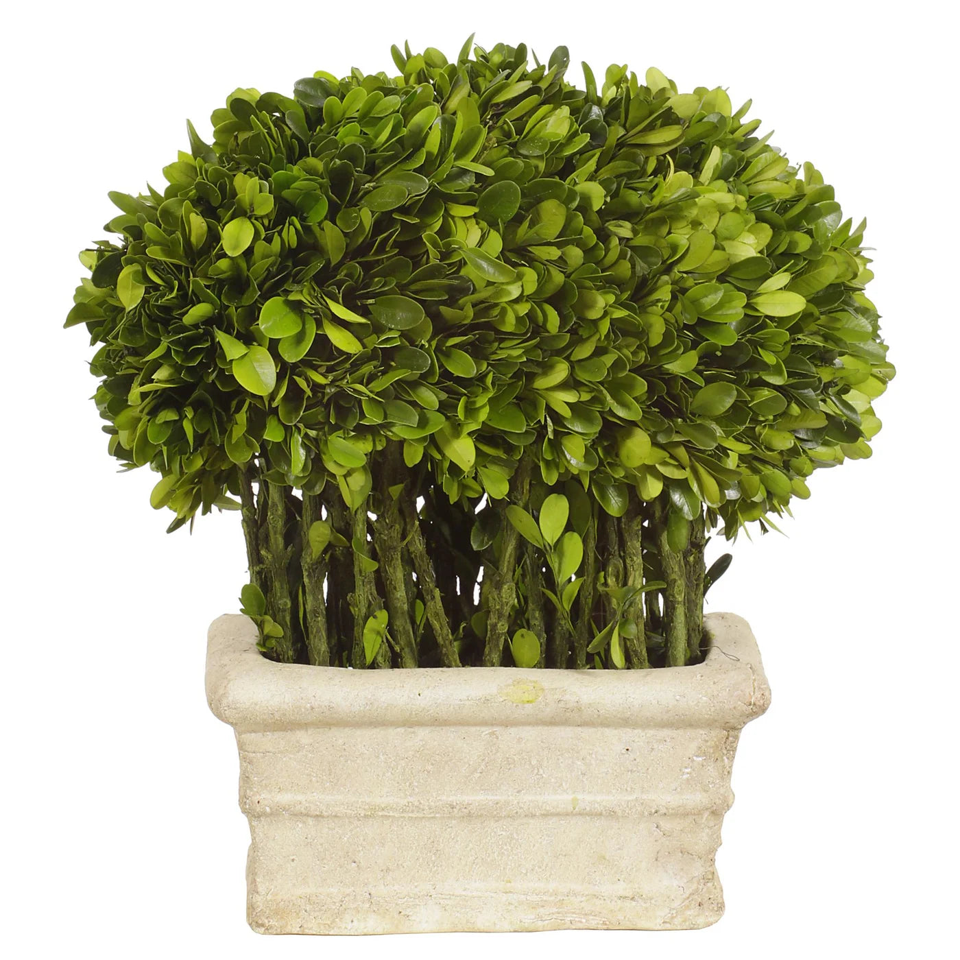 RECT BOXWOOD TOPIARY 12'' (GREEN)
