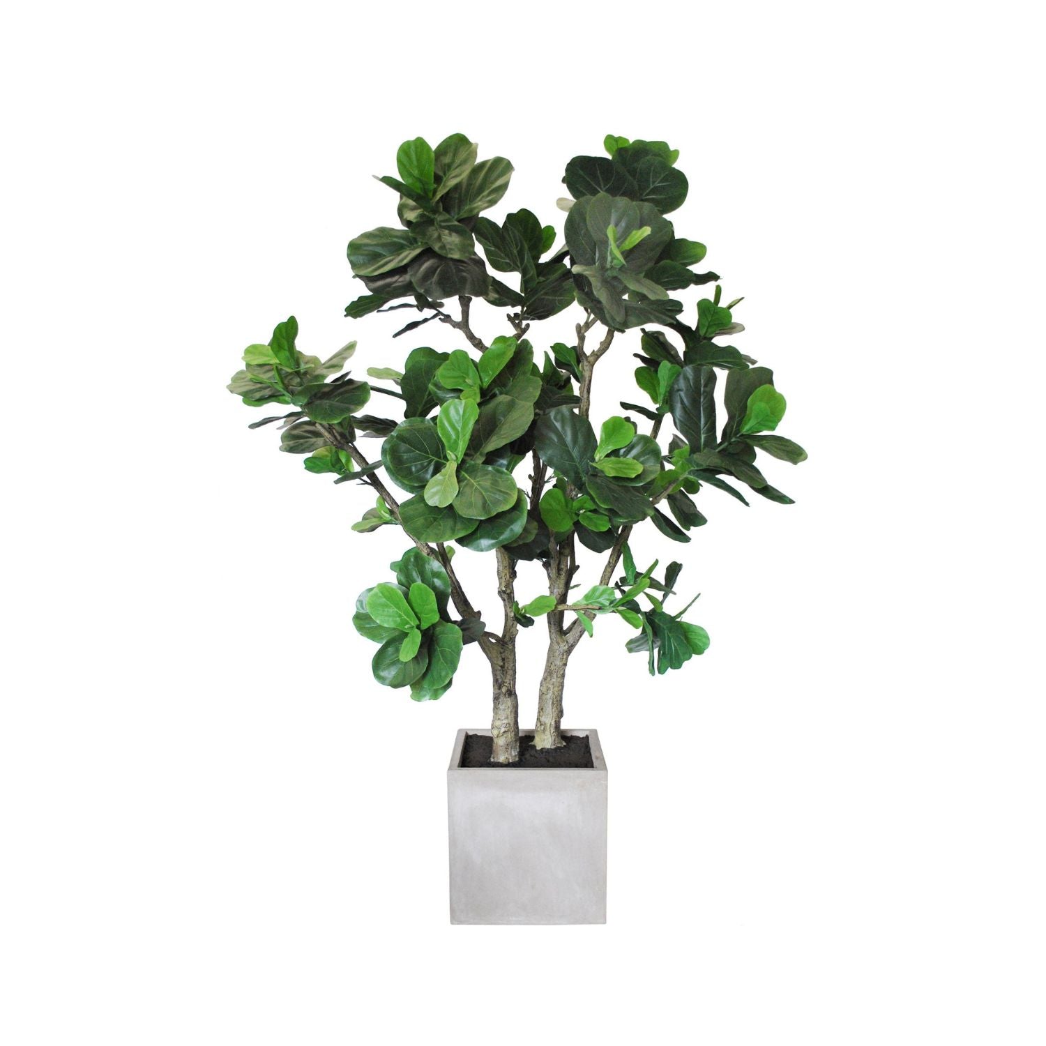 FIDDLE LEAF POTTED TREE LG 6.5' (GREEN TAUPE)