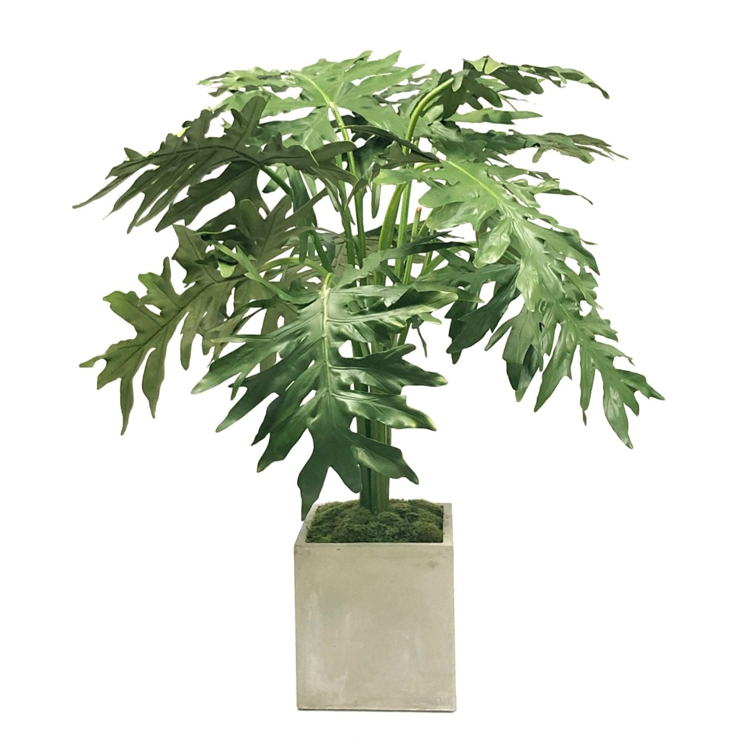 CUSP MONSTERA IN SQ PLANTER 4' (GREEN TAUPE)