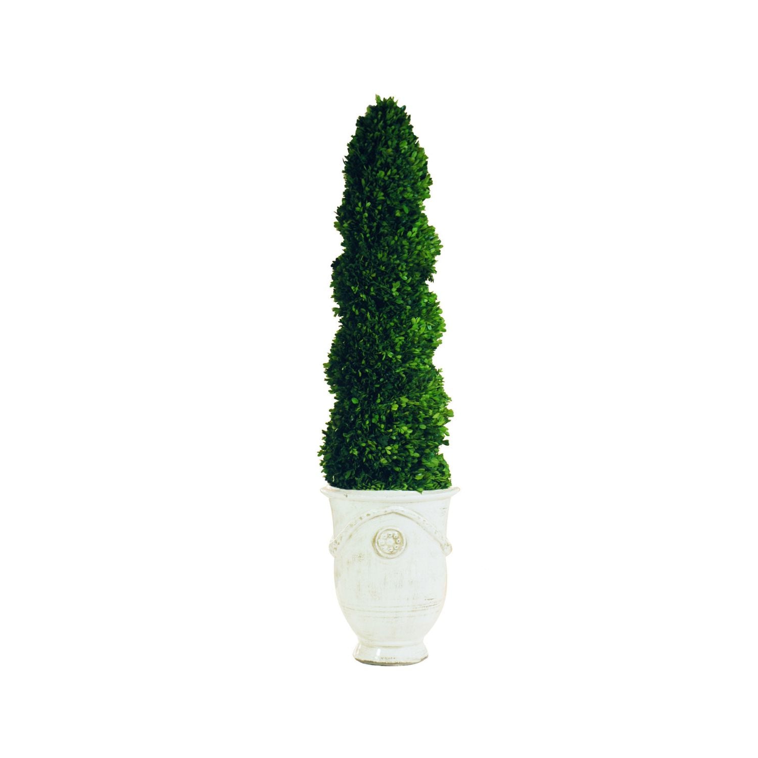 BOXWOOD SPIRAL IN TUSCAN URN (GREEN)