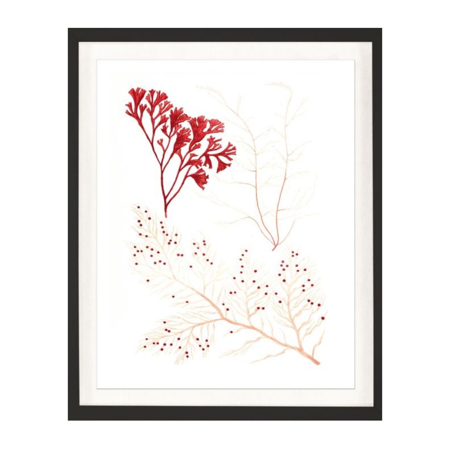 Migula Seaweeds No. 2