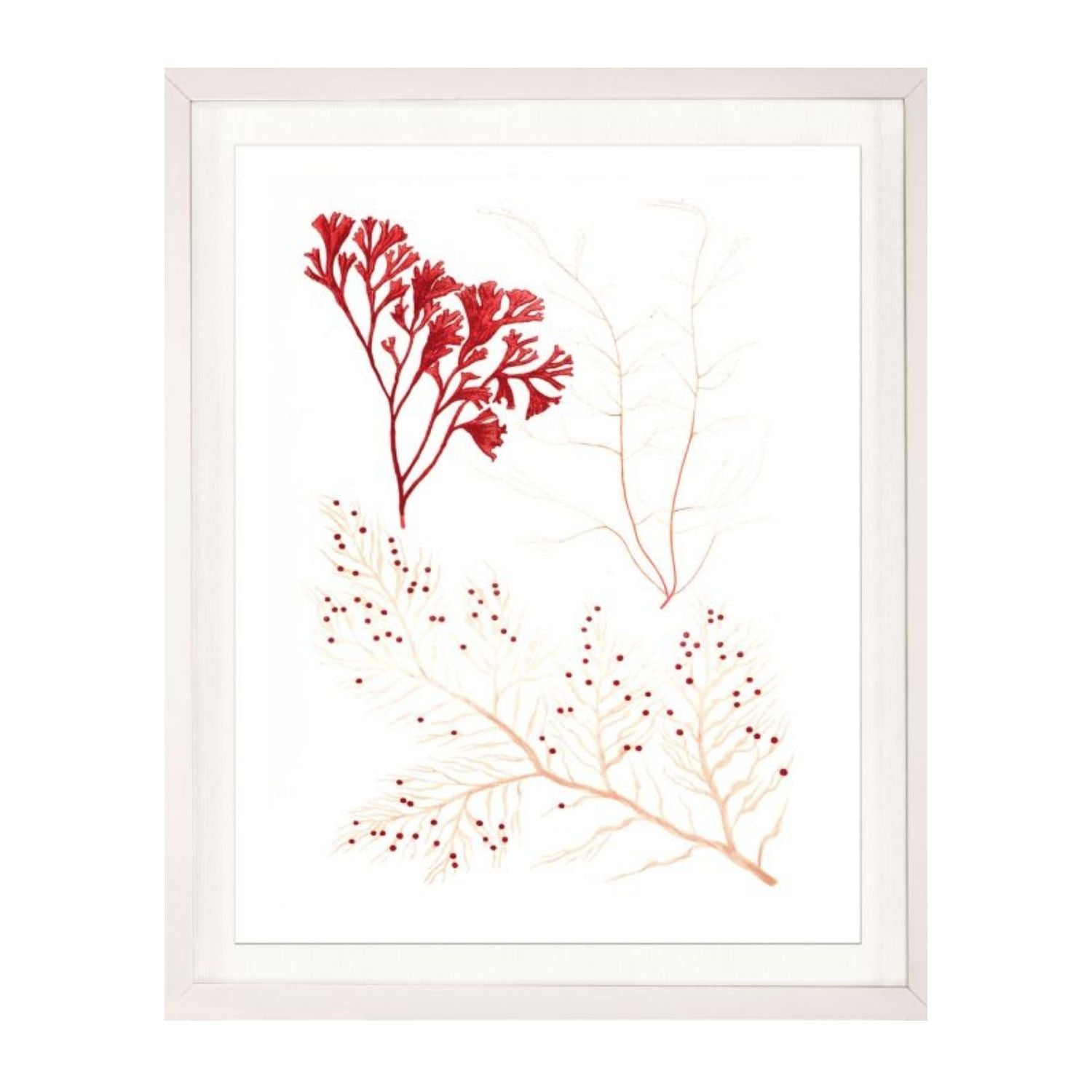 Migula Seaweeds No. 2
