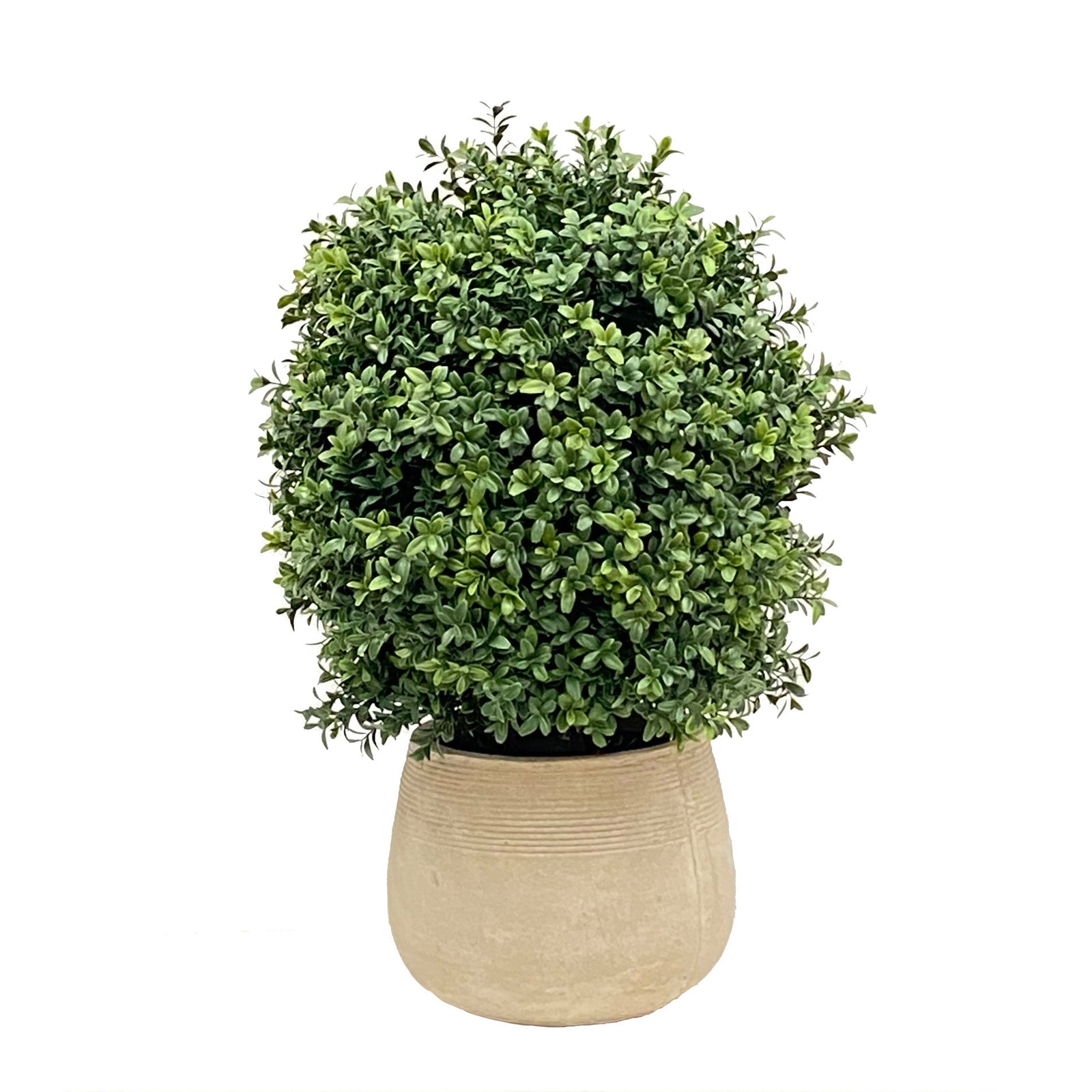 BOXWOOD(16'') IN PLANTER 25''H (GREEN)