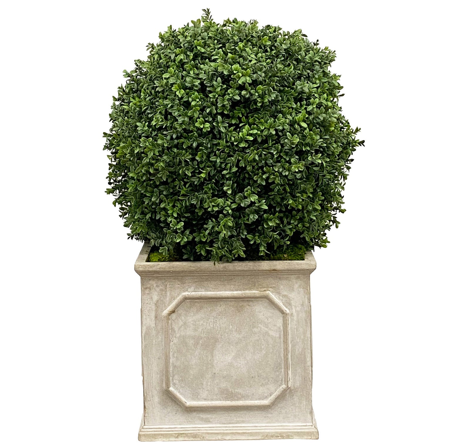 BOXWOOD(18'')IN PLANTER 36''H (GREEN)