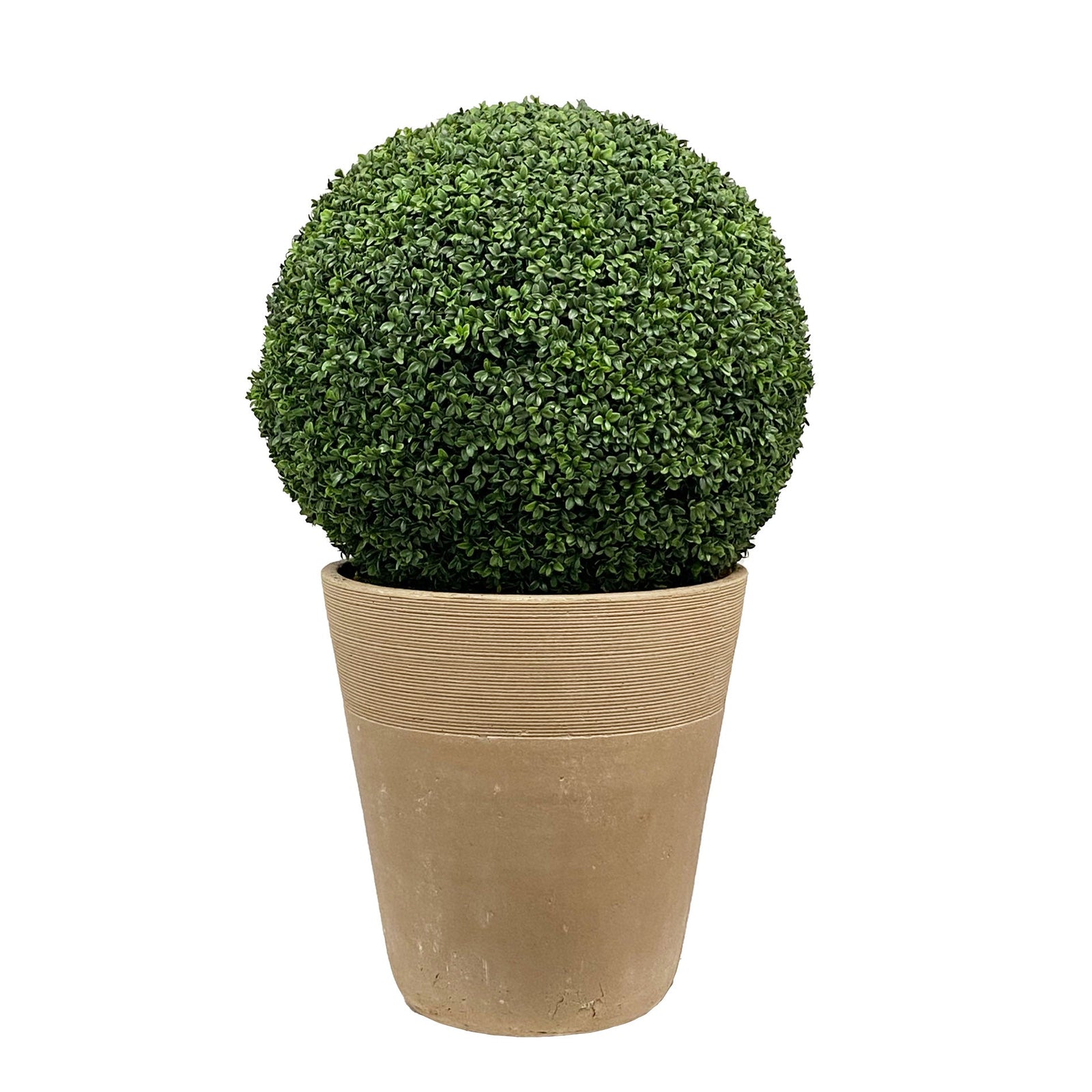 BOXWOOD(26'') IN PLANTER 41''H (GREEN)
