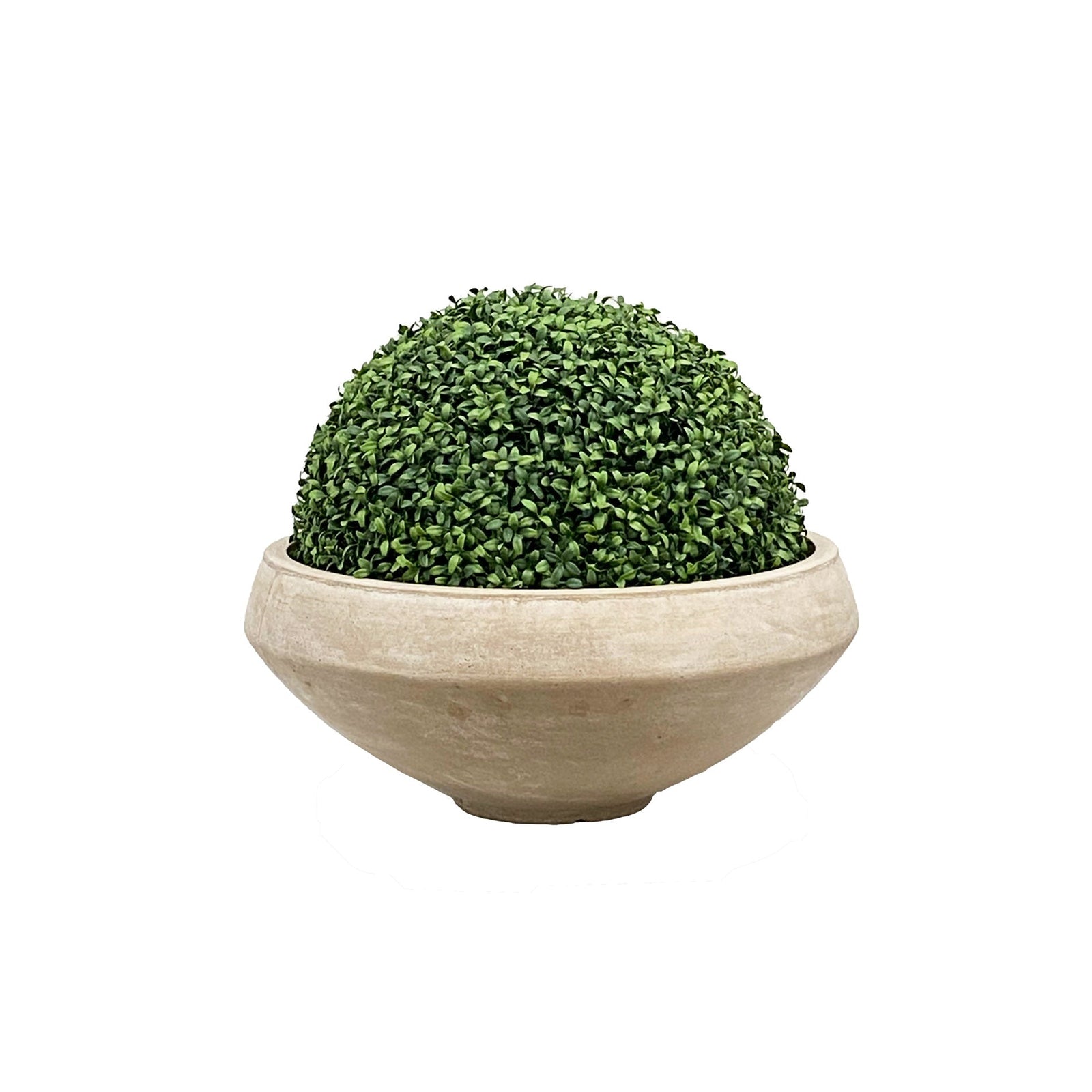 BOXWOOD(20'') IN BOWL 21''H (GREEN)