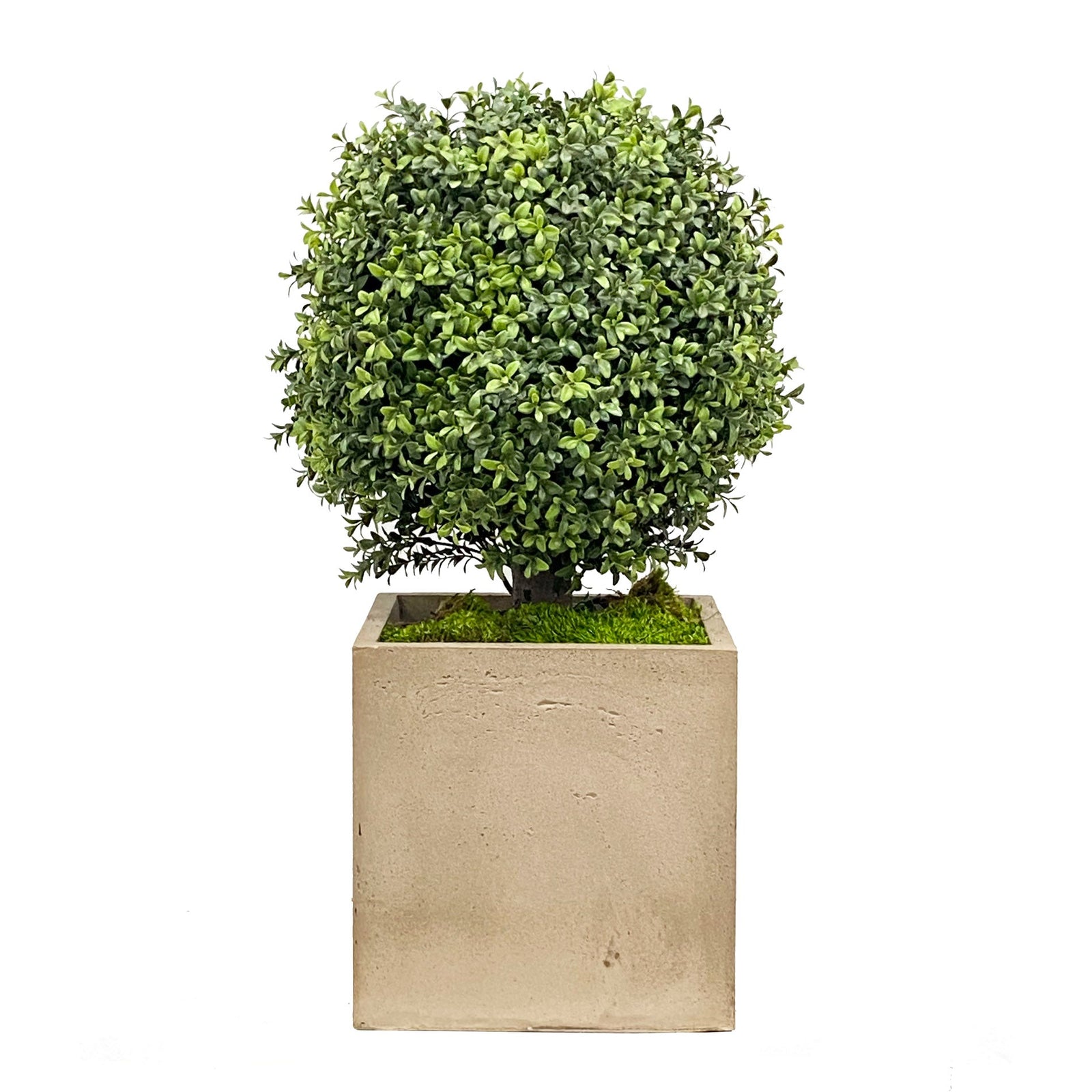 BOXWOOD(16'')IN PLANTER 26''H (GREEN)