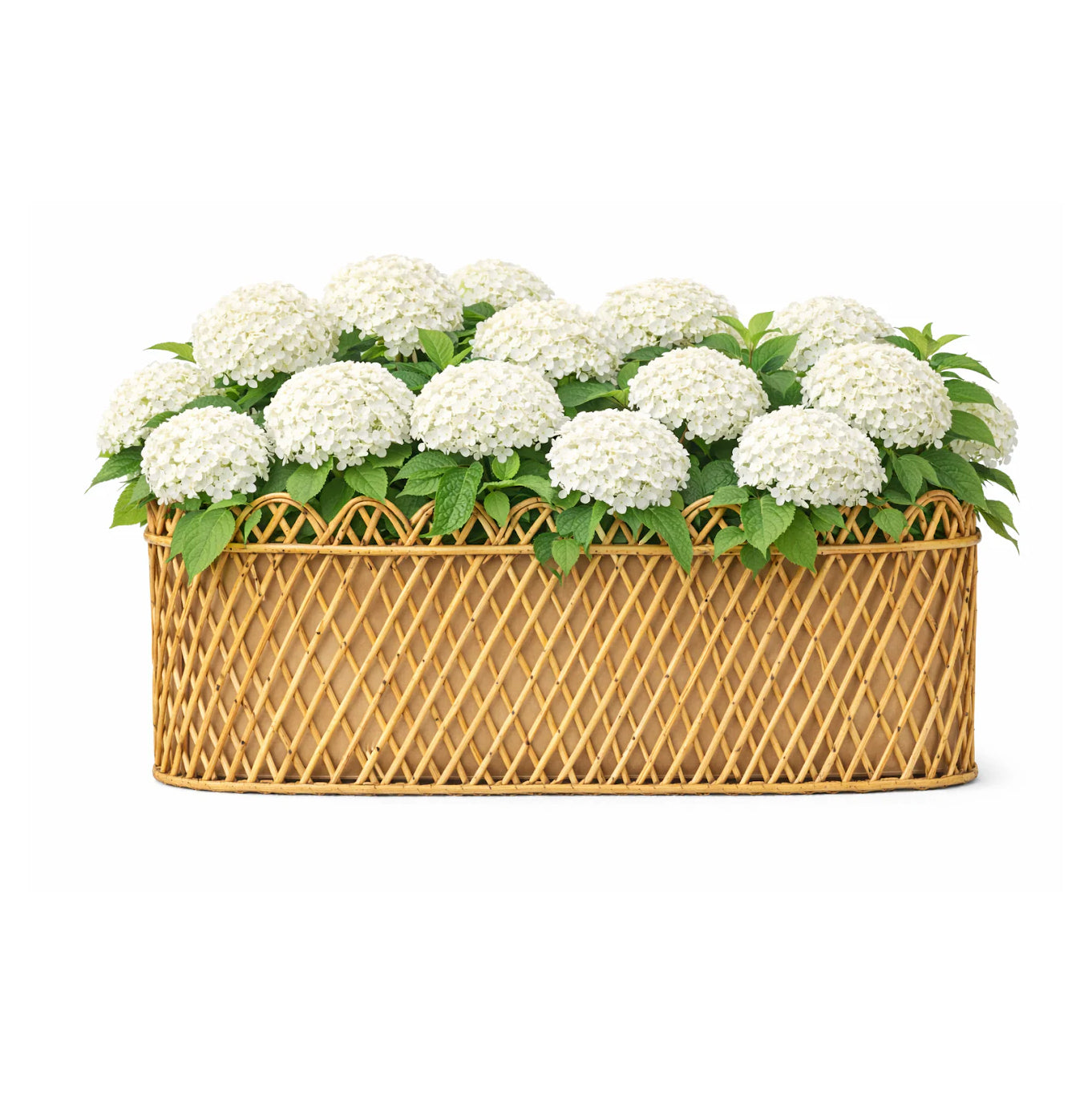 Jumbo Natural Oval Rattan Scalloped Planter