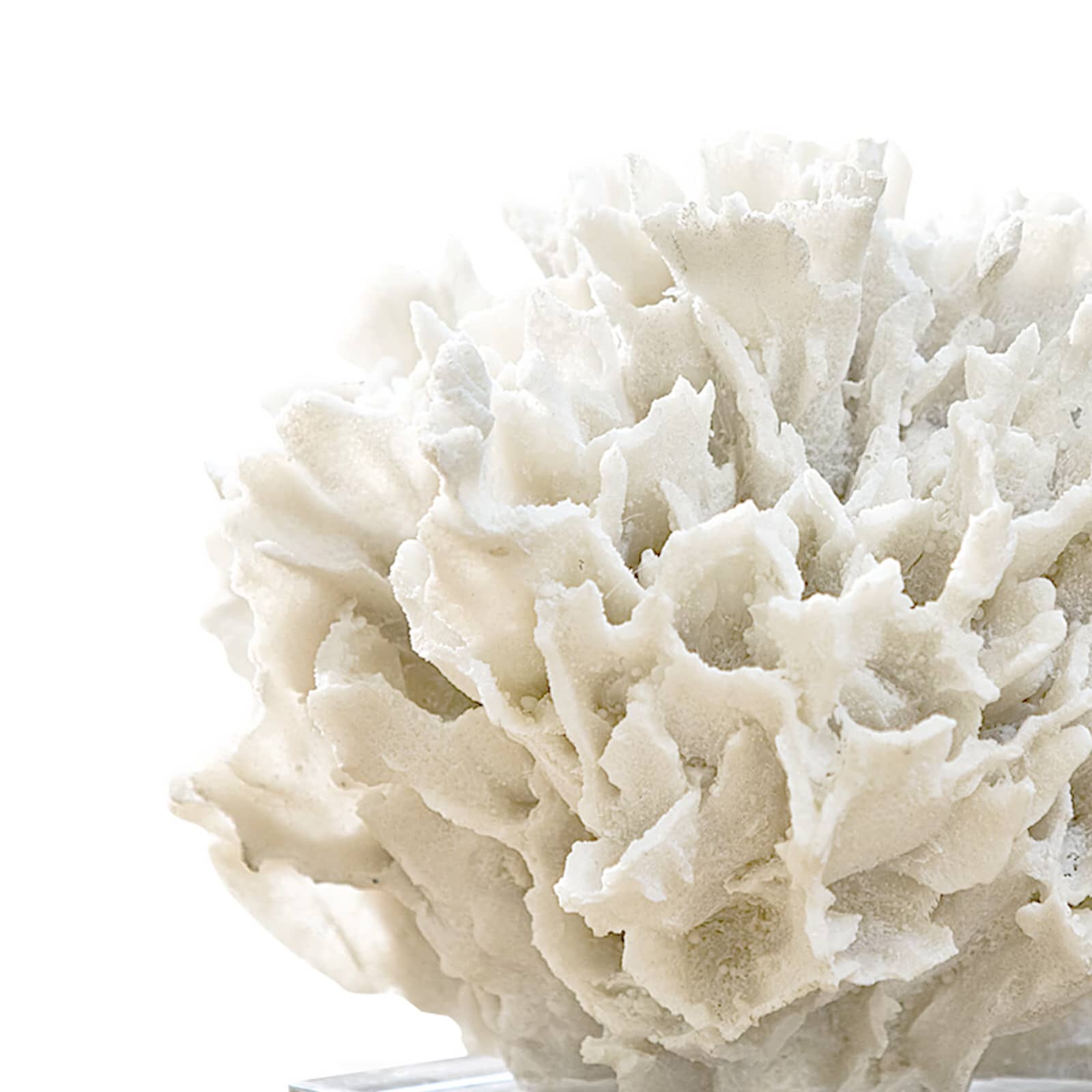 Ribbon Coral (White)