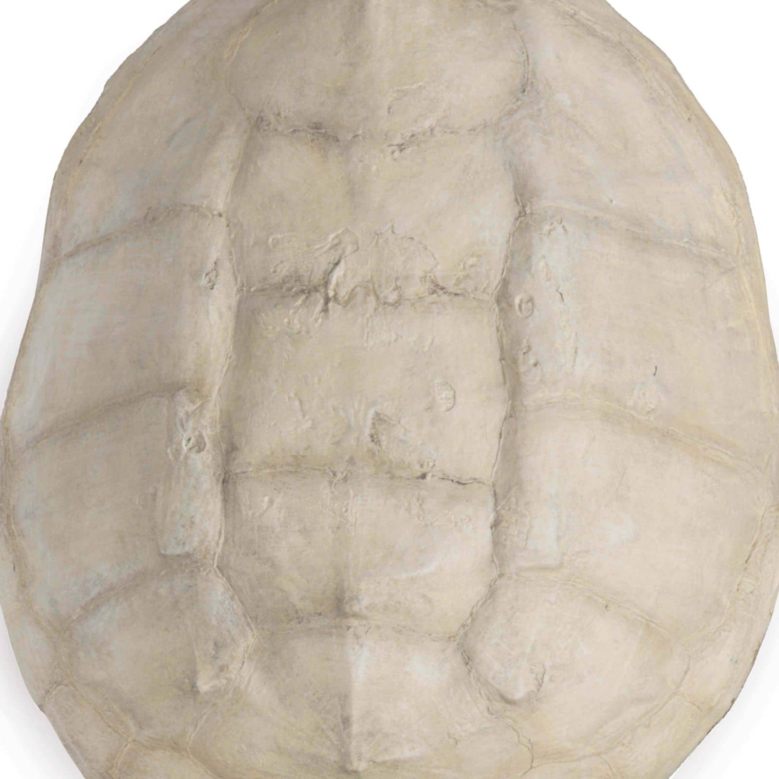 Turtle Shell Accessory (Bleached)