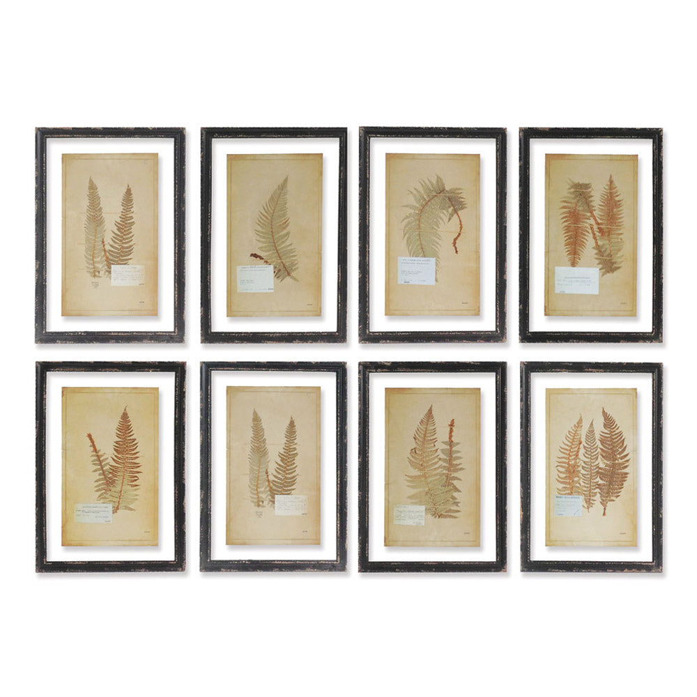 Framed Antique Fern, Set of 8