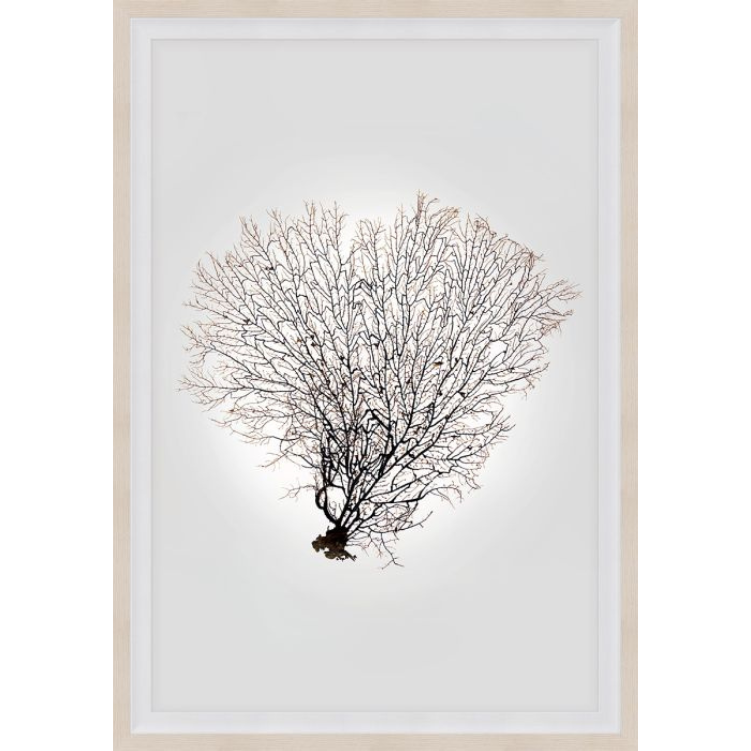 Nature Sea Fan 4