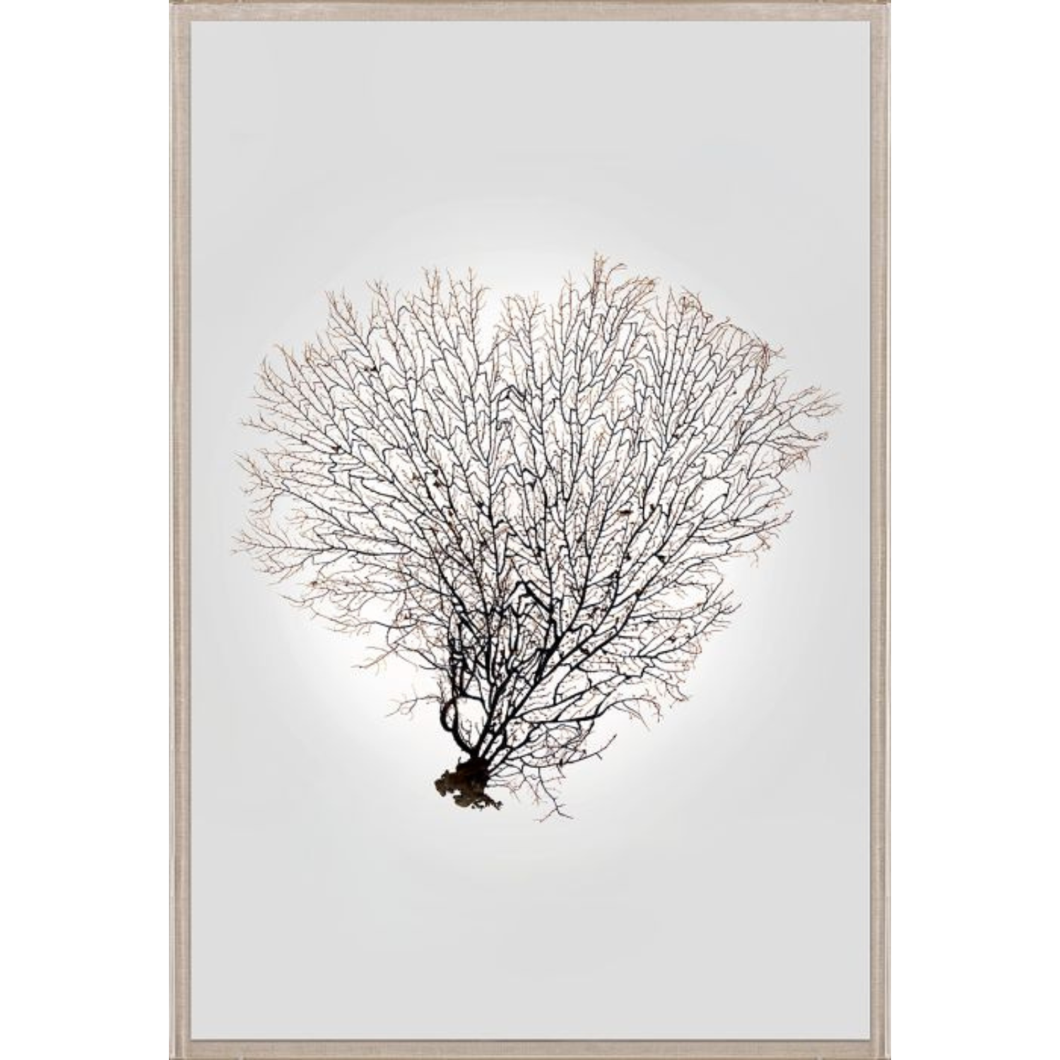 Nature Sea Fan 4