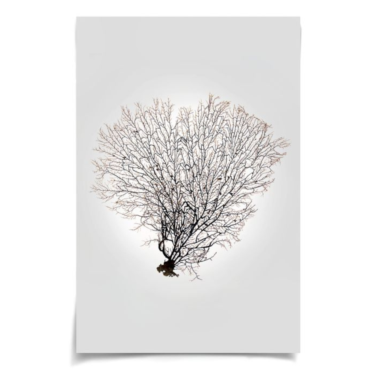 Nature Sea Fan 4