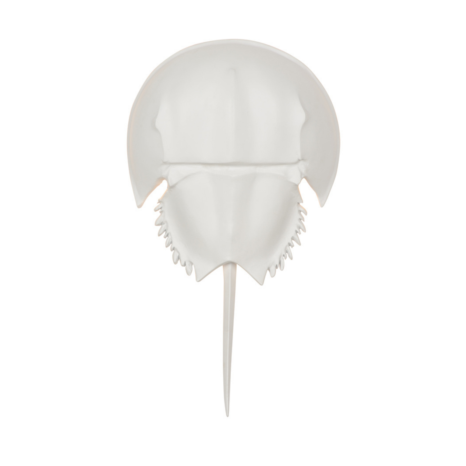 Horseshoe Crab Sconce - White