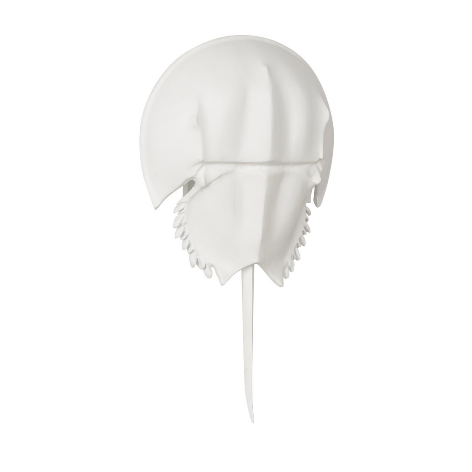 Horseshoe Crab Sconce - White