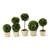 Evergreen Mini Topiaries in Pots, Set of 5