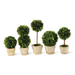 Evergreen Mini Topiaries in Pots, Set of 5