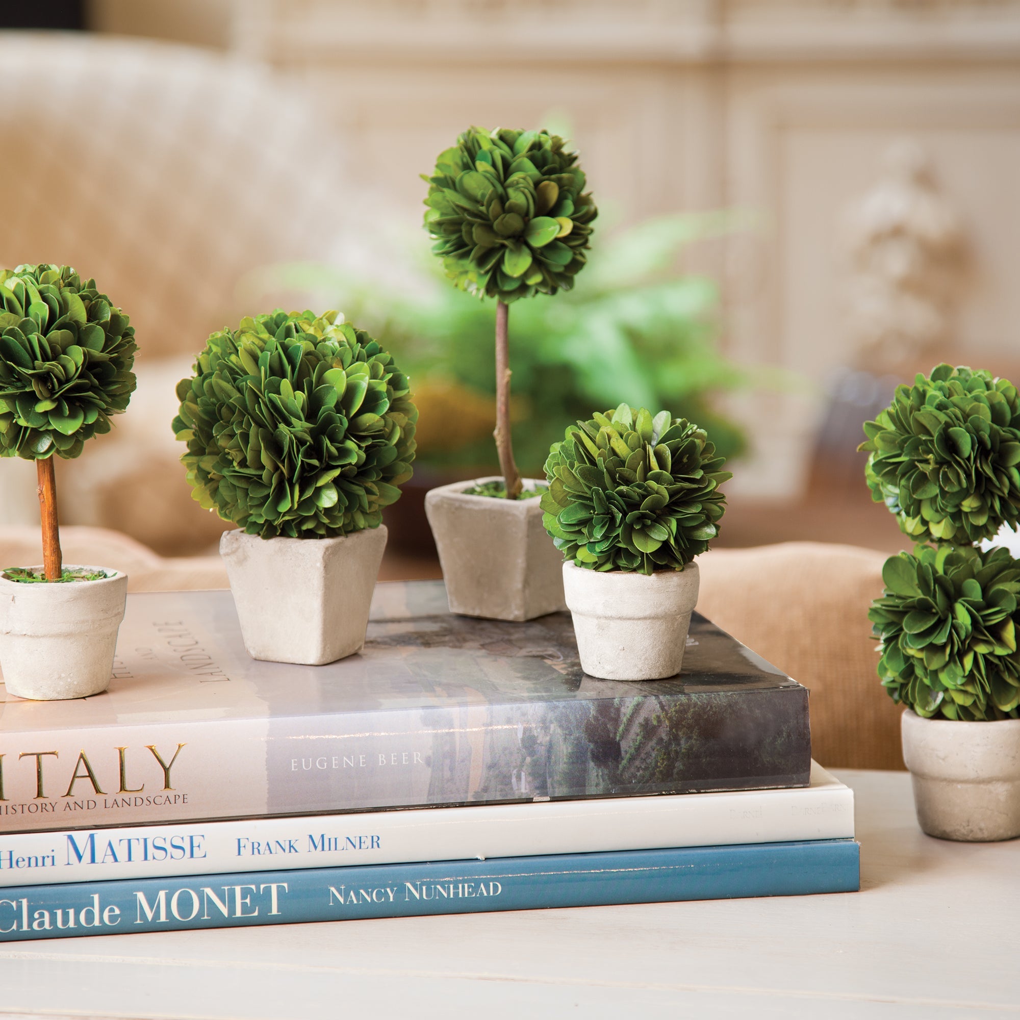 Evergreen Mini Topiaries in Pots, Set of 5