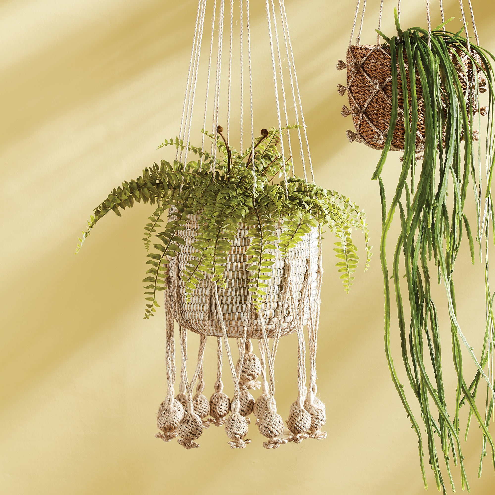 Boston Fern Drop-in