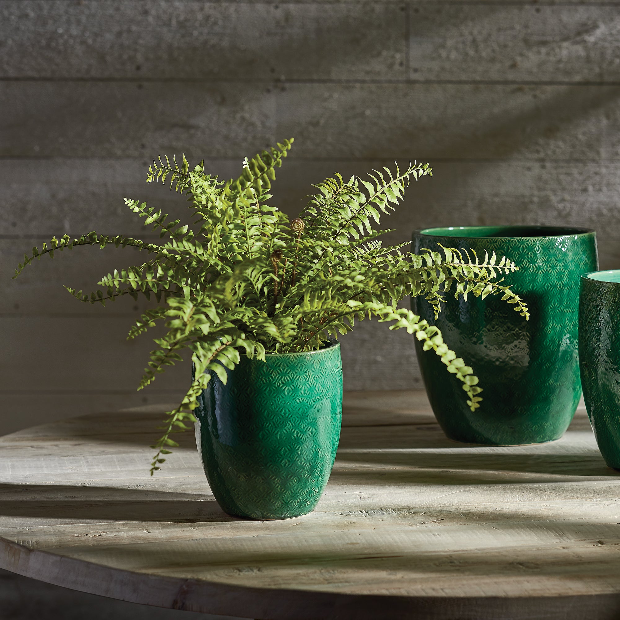 Boston Fern Drop-in