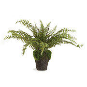 Boston Fern Drop-in