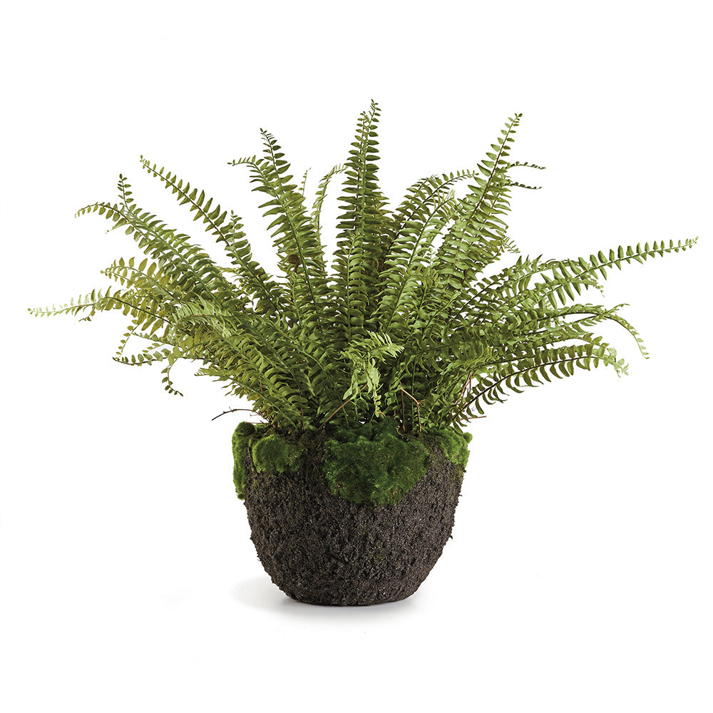 Boston Fern Drop-in
