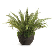 Boston Fern Drop-in