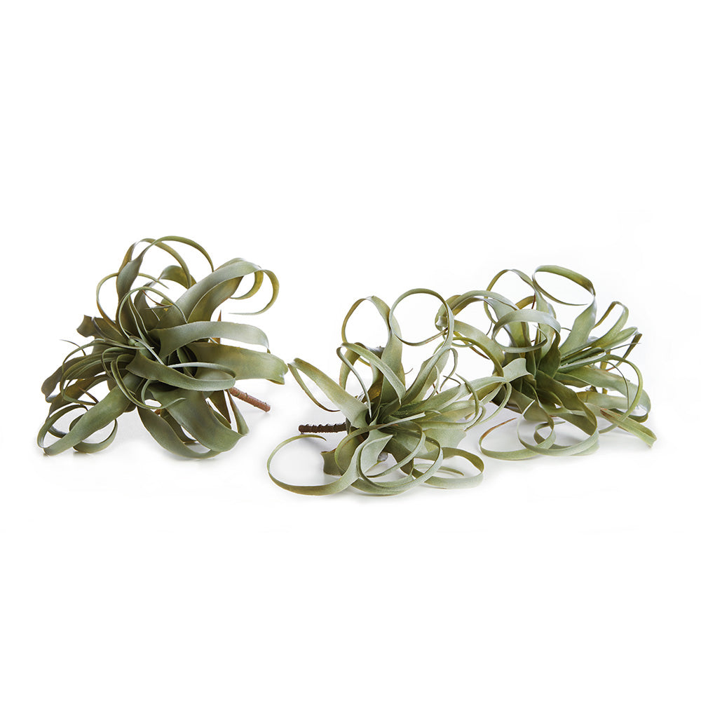 Divine Tillandsia, Set of 3