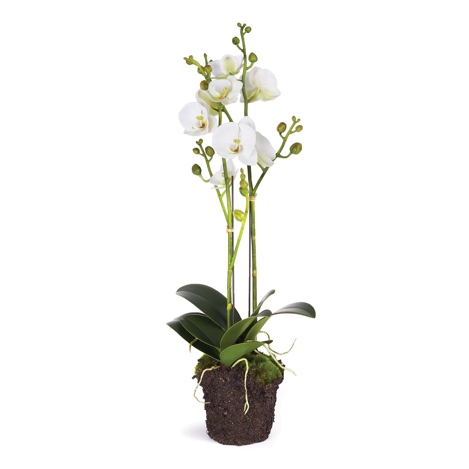 White Phalaenopsis X2 Drop-in 23"
