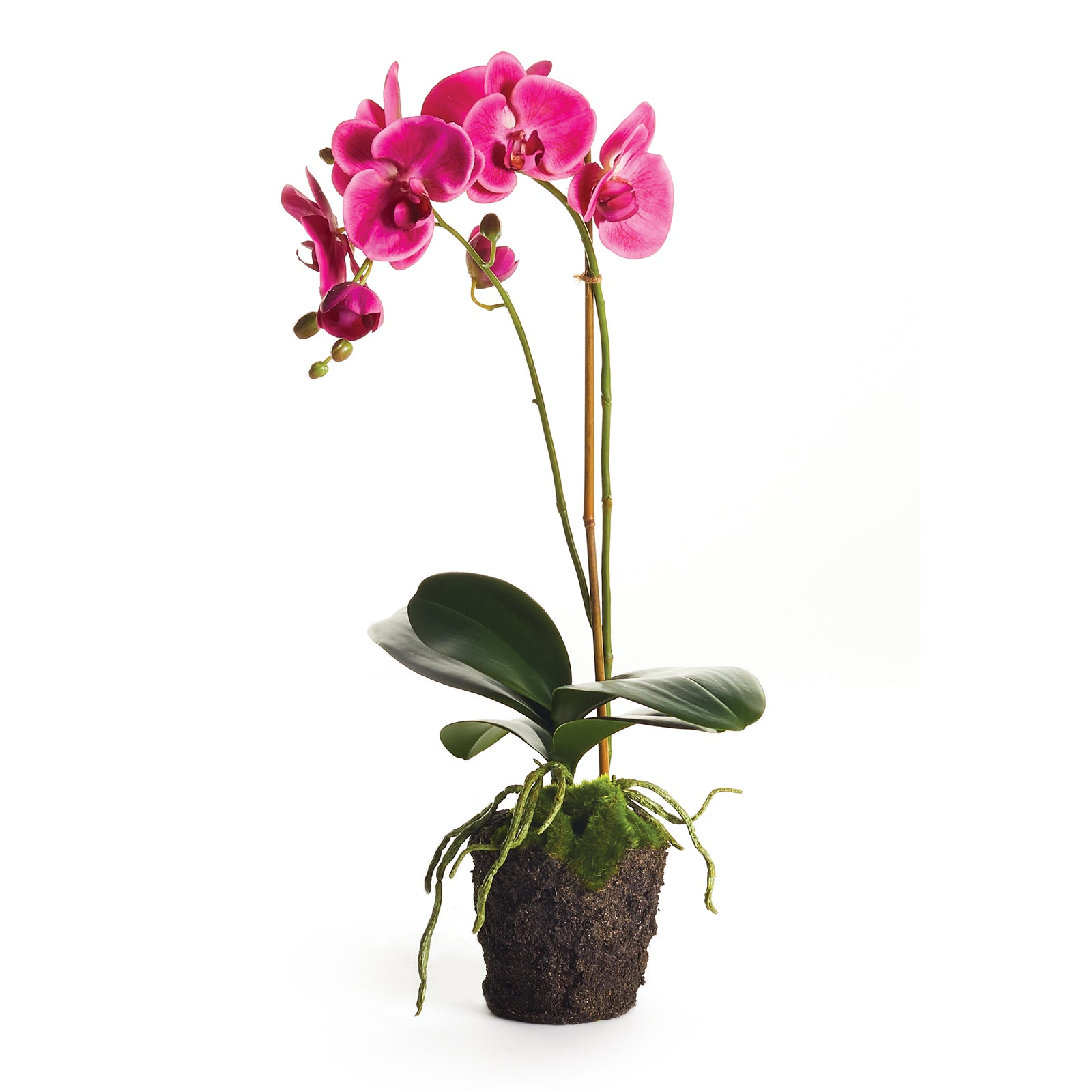Fuchia Phalaenopsis Drop-in