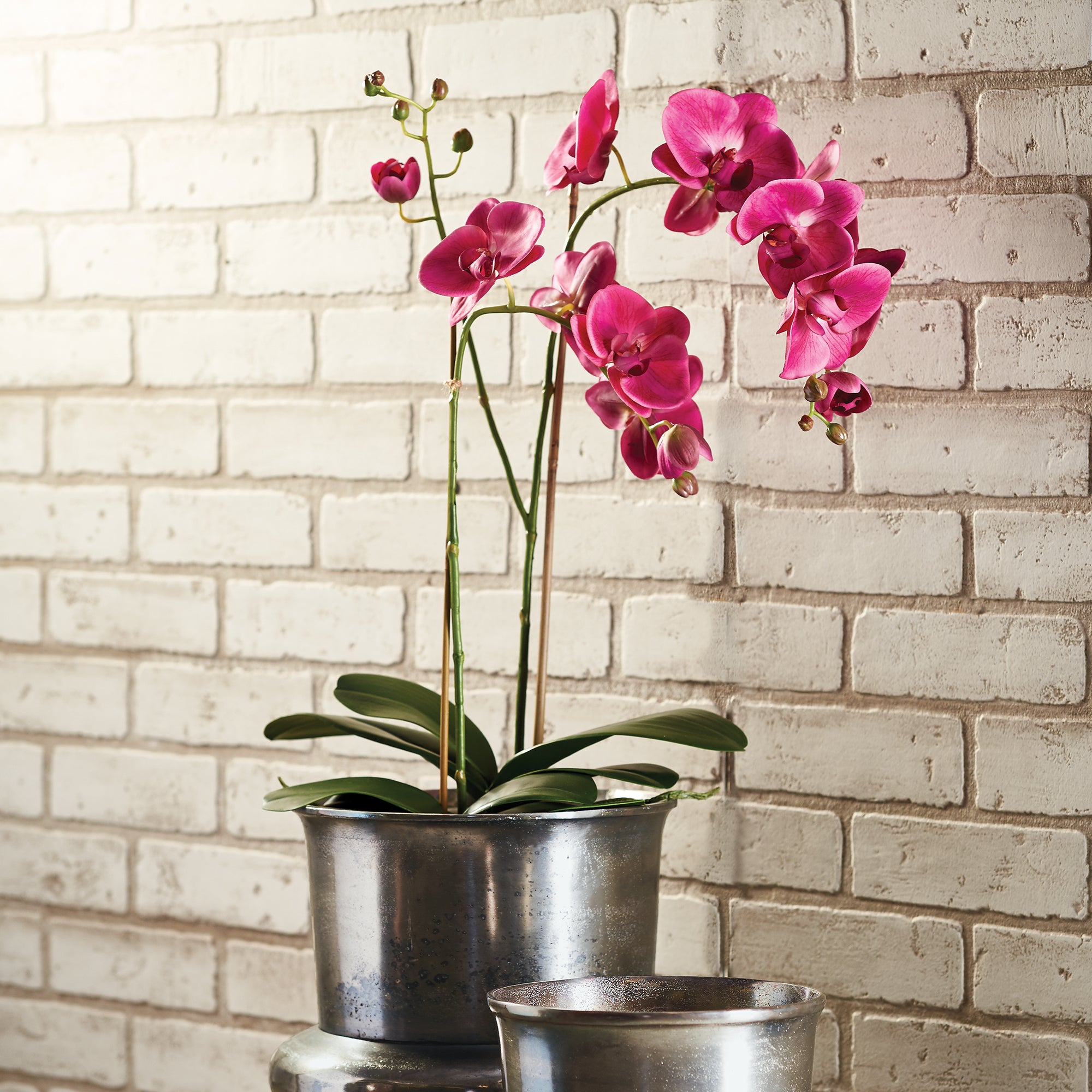 Fuchia Phalaenopsis Drop-in