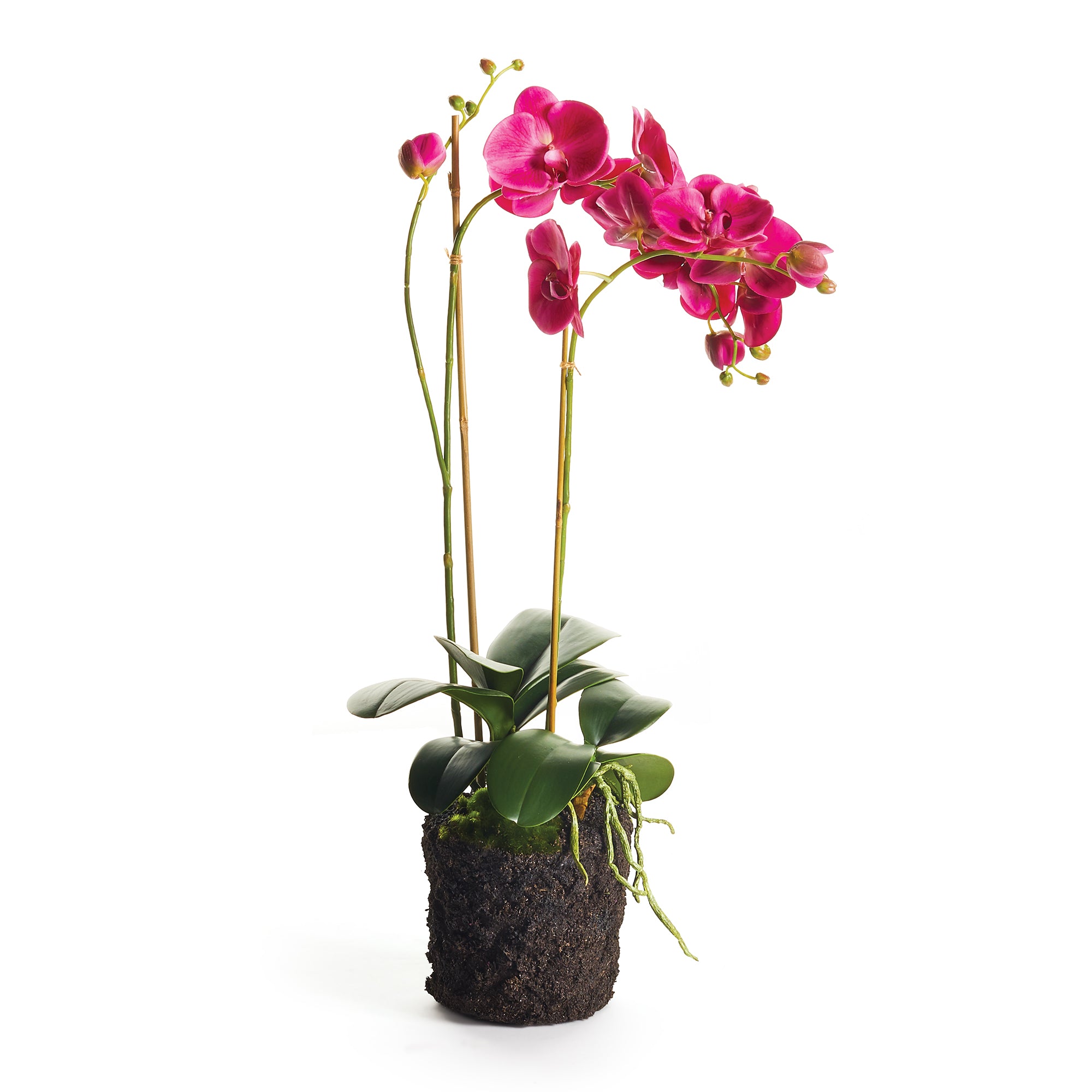Fuchia Phalaenopsis Drop-in
