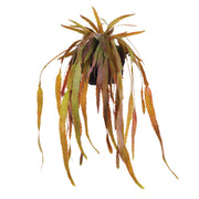 Rhipsalis Cacti Drop-In