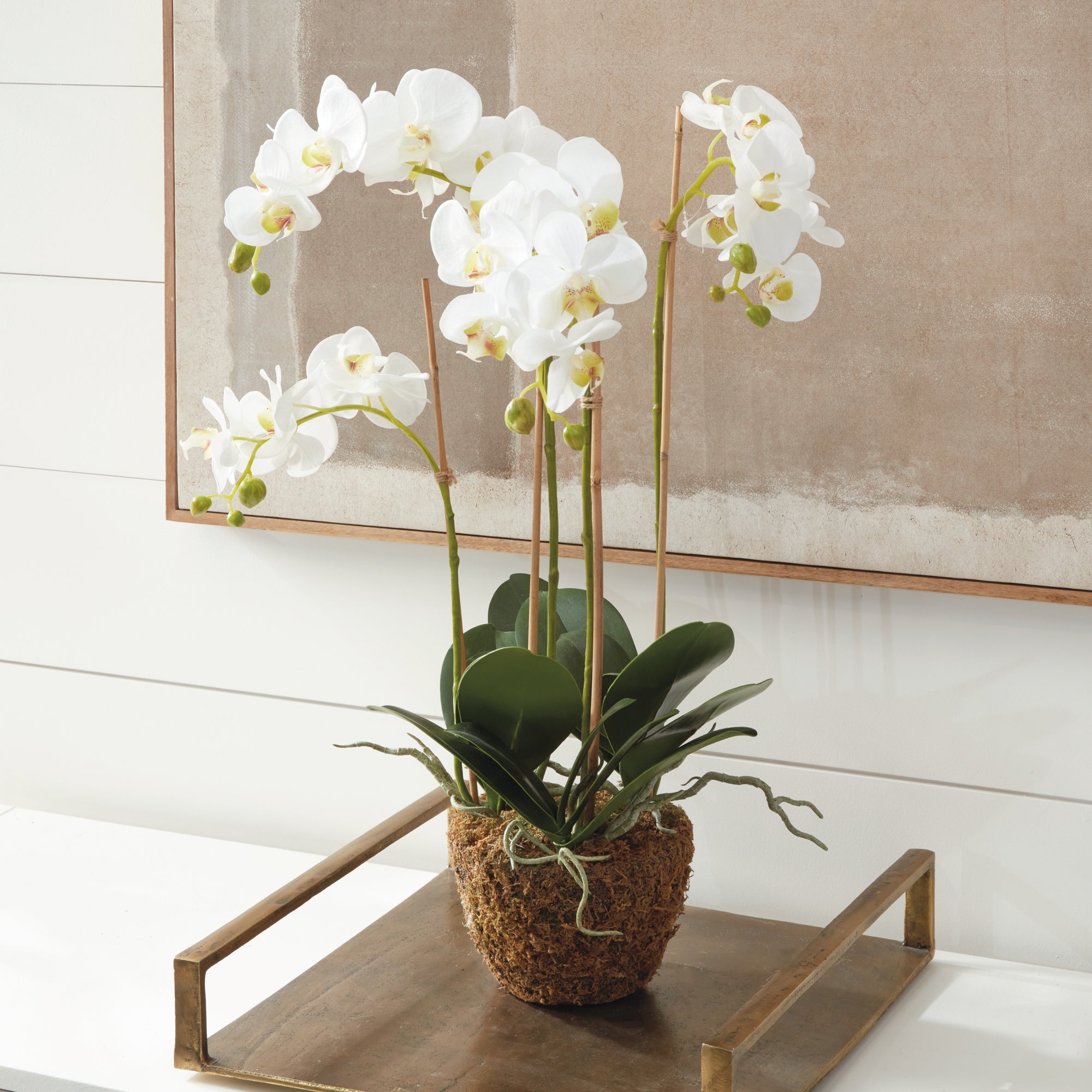 White Phalaenopsis Drop-in