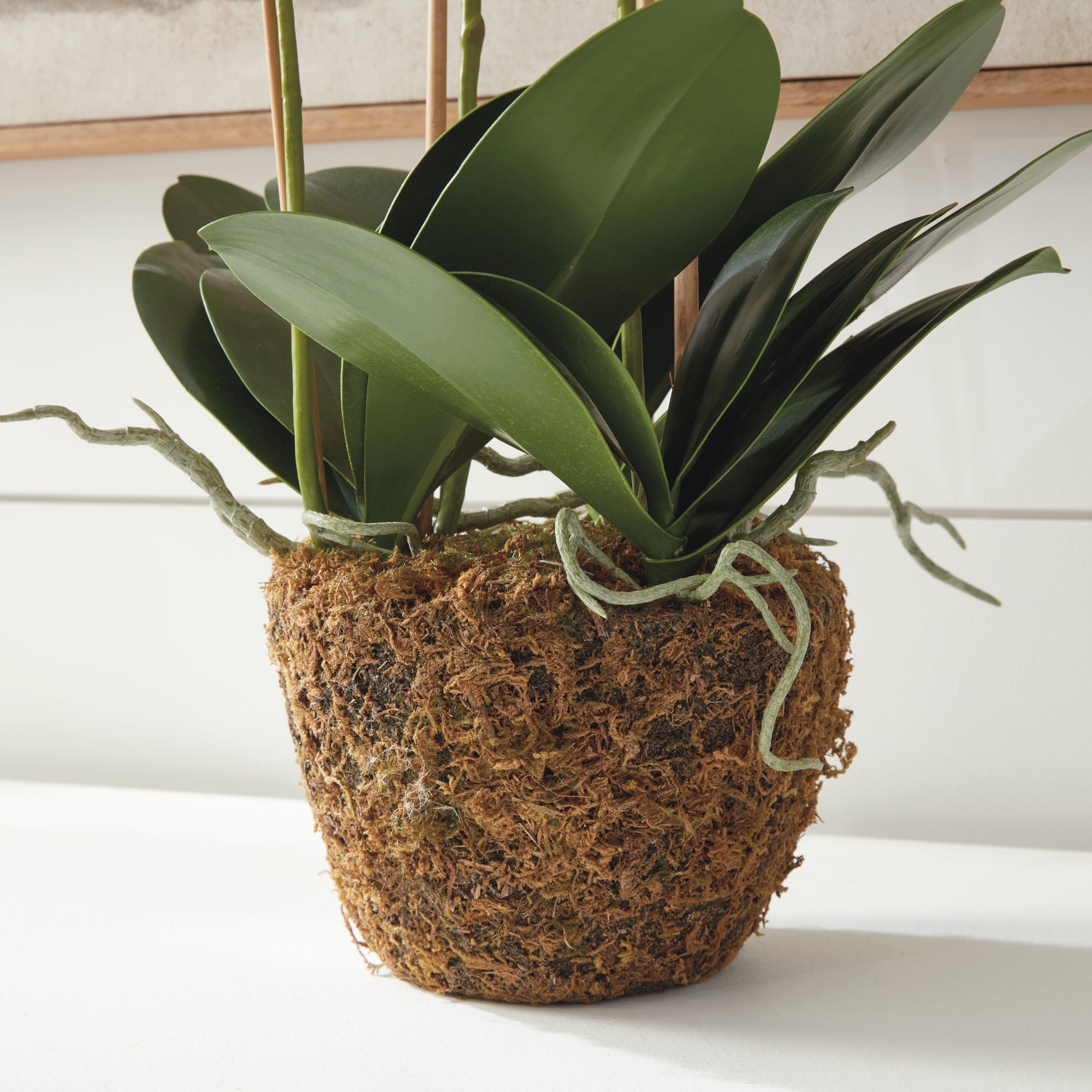 White Phalaenopsis Drop-in