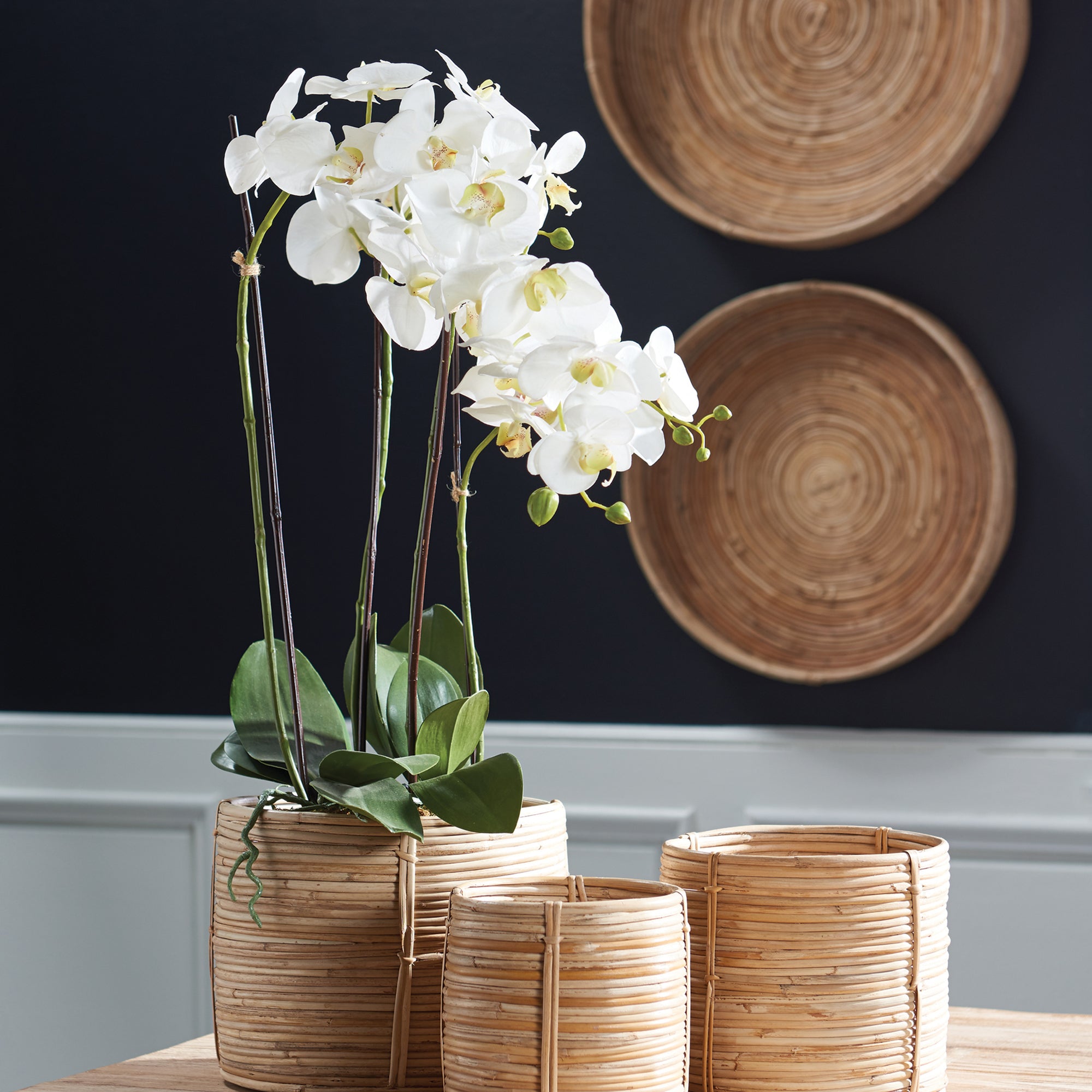 White Phalaenopsis Drop-in