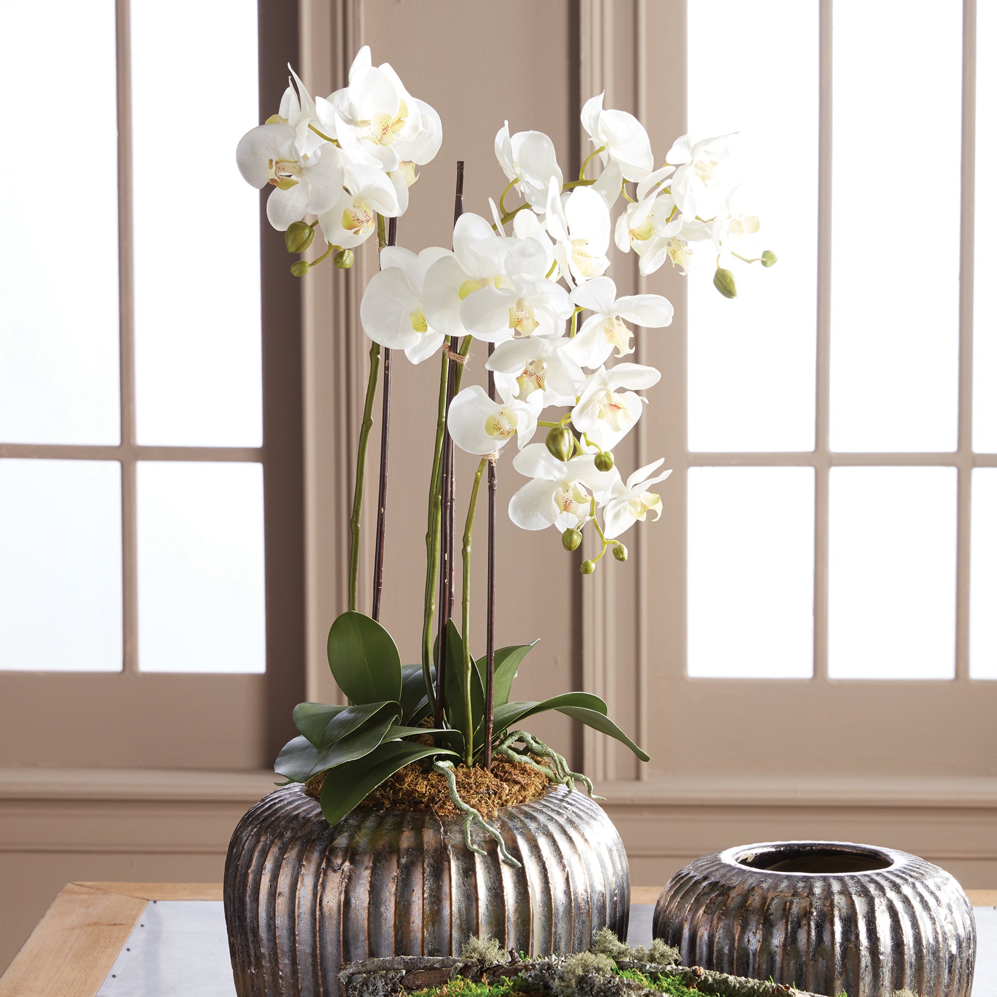 White Phalaenopsis Drop-in