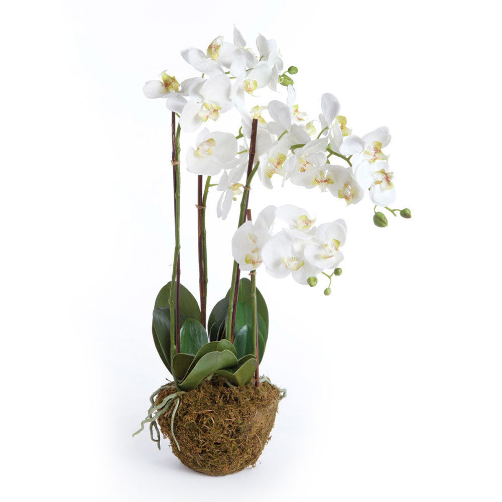 White Phalaenopsis Drop-in