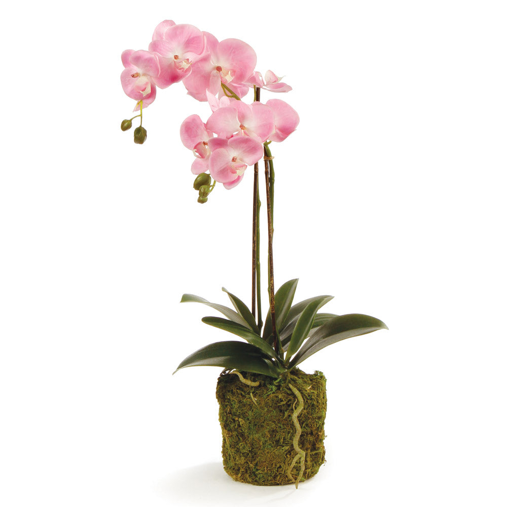 Pink Phalaenopsis Drop-in
