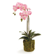 Pink Phalaenopsis Drop-in