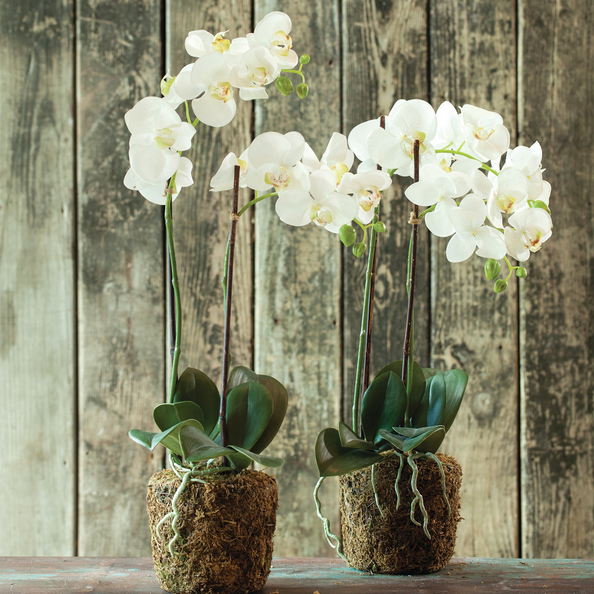 White Phalaenopsis Drop-in