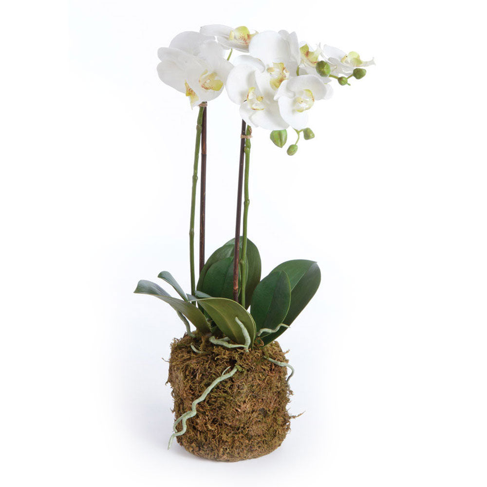 White Phalaenopsis Drop-in