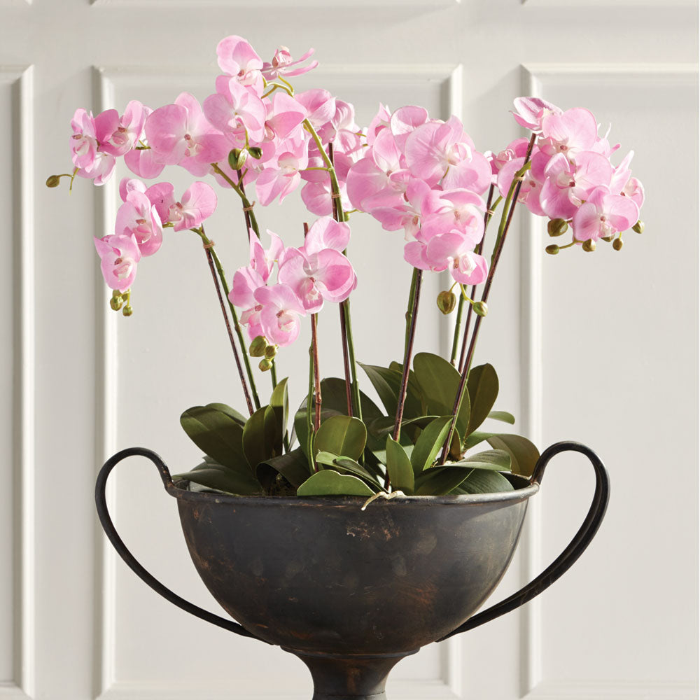 Pink Phalaenopsis Drop-in