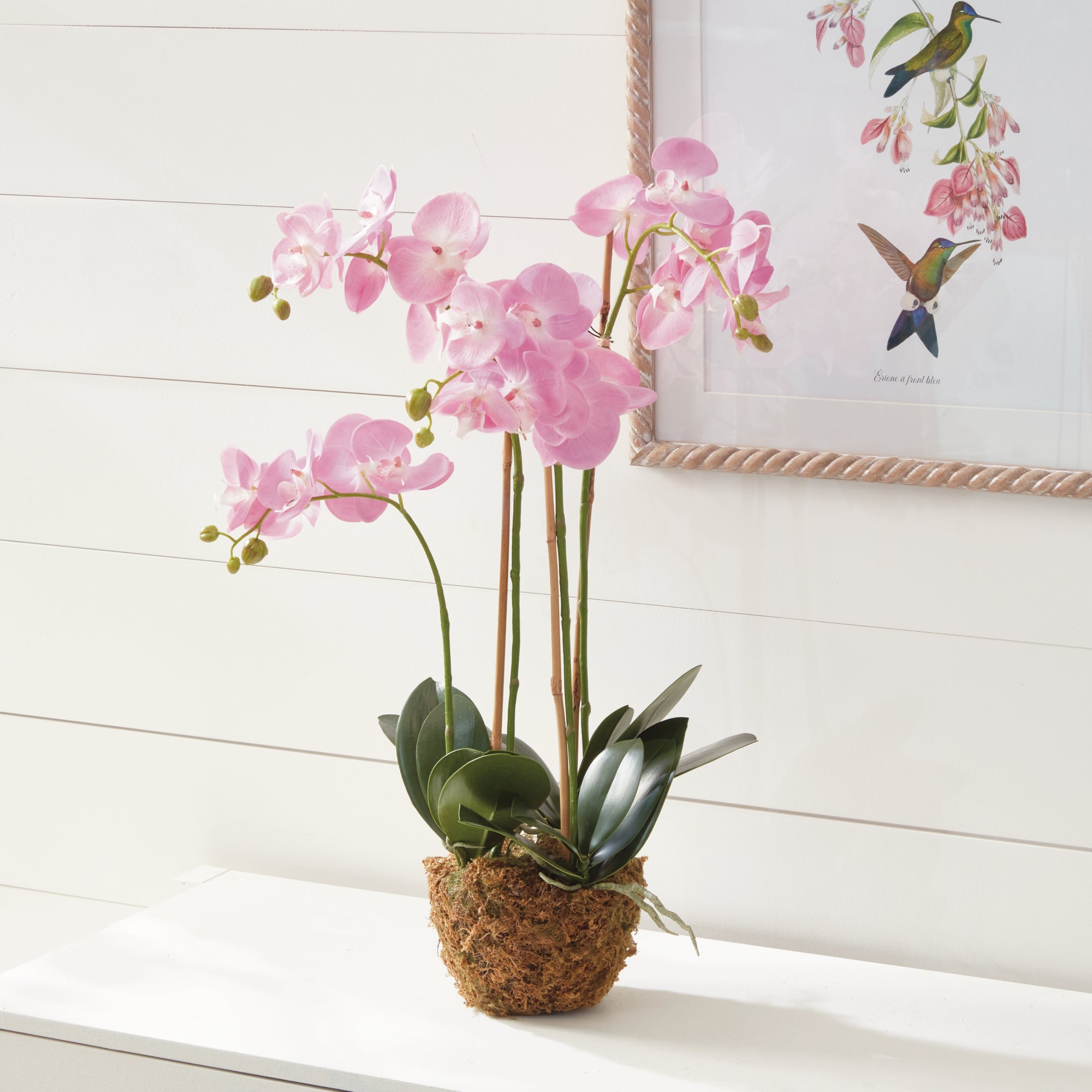 Pink Phalaenopsis Drop-in