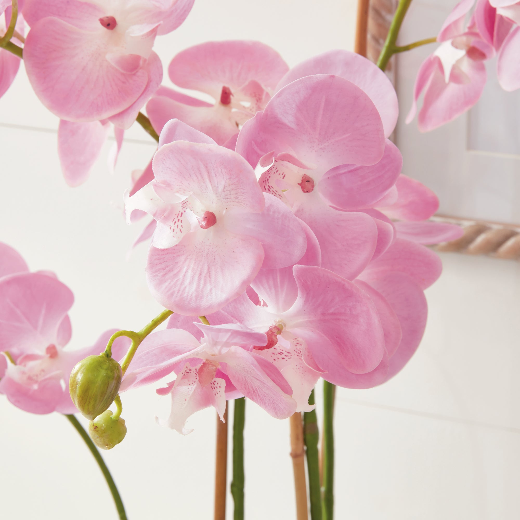 Pink Phalaenopsis Drop-in