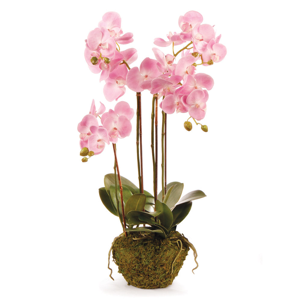 Pink Phalaenopsis Drop-in