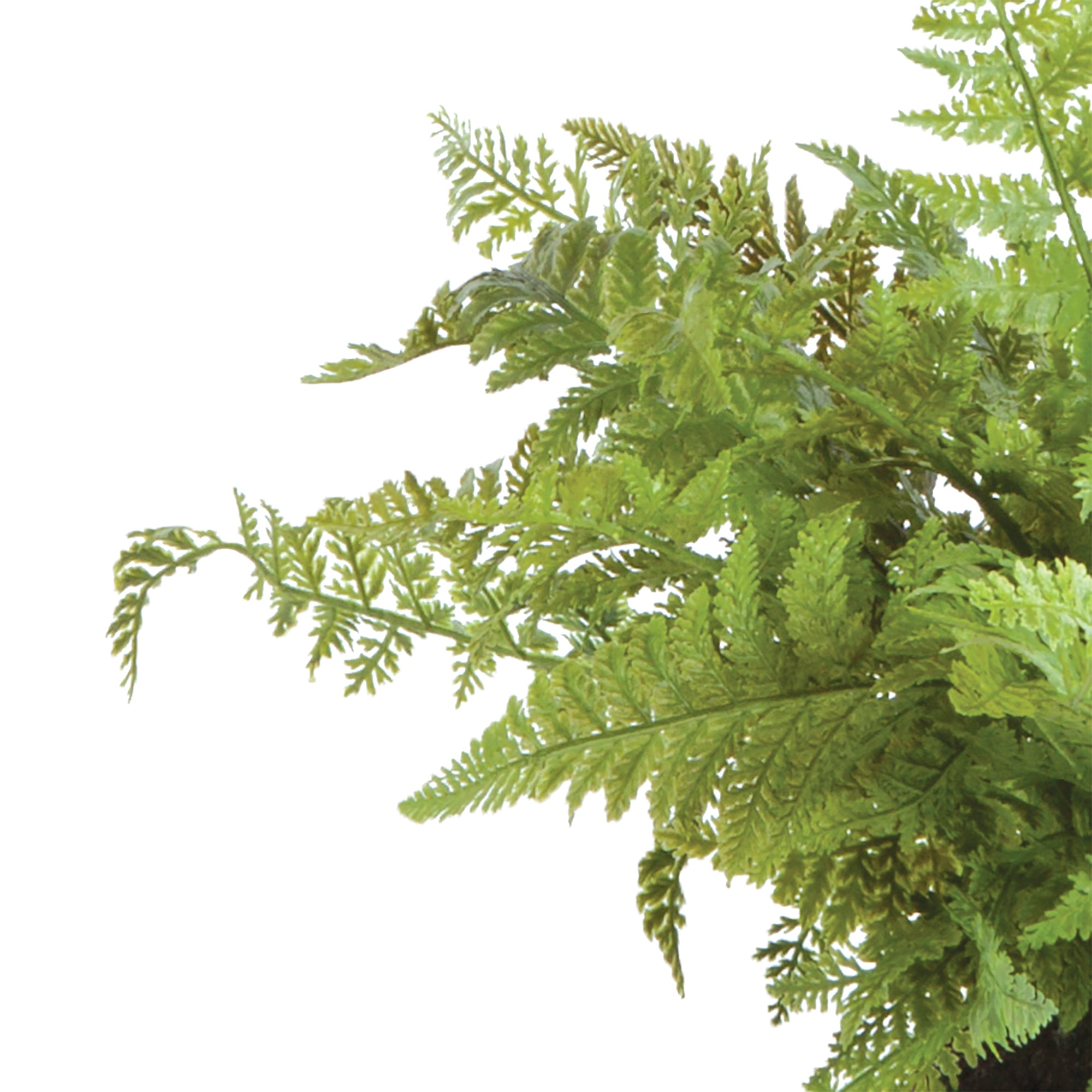 Evergreen Fern Drop-in